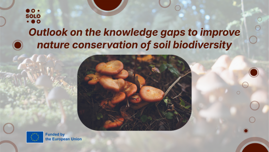 Outlook on the knowledge gaps to improve nature conservation of soil biodiversity